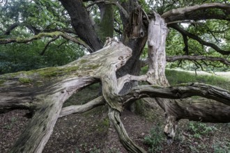 English oak (Quercus robur) in the Hutewald forest, Emsland, Lower Saxony, Germany