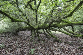Fallen English oak (Quercus robur) in the Hutewald forest, Emsland, Lower Saxony, Germany