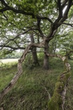 English oaks (Quercus robur) in the Hutewald forest, Emsland, Lower Saxony, Germany