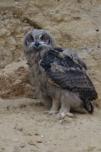 European eagle owl (Bubo bubo), young bird, branchling, not yet fully fledged, standing in the wall