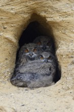 Full house... European eagle owl (Bubo bubo), three young owls, eagle owl chicks squatting close