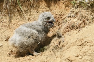 Unlucky eagle owl... European eagle owl (Bubo bubo), young eagle owl has fallen out of the nest,