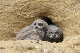 Two rascals... European Eagle Owl (Bubo bubo), young owls, still in their feathers, at their