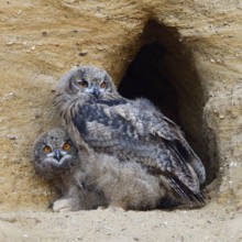 Young birds in the moult... European eagle owl (Bubo bubo), two young eagle owls in the entrance
