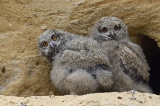 The view... European Eagle Owl (Bubo bubo), two young birds in front of their nesting den in a sand