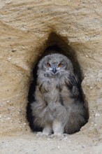 In the entrance to its breeding den... European Eagle Owl (Bubo bubo), young, almost fledged owl