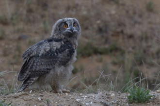 On the move... European Eagle Owl (Bubo bubo), young bird in moult has left the nest in a sand pit