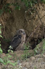 In the daytime hiding place... European eagle owl (Bubo bubo), young owl spends the day in its