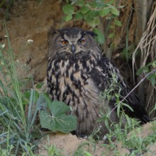European eagle owl (Bubo bubo), adult, female adult bird, rests hidden under bushes, in daytime