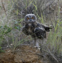 European eagle owl (Bubo bubo), young bird in late moult, already fledged, standing on a small hill