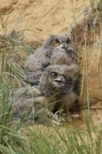 Two young birds... European eagle owl (Bubo bubo), young owls perching, hiding behind grass in a