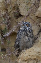 Questioning look... European Eagle Owl (Bubo bubo) in a sand pit, typical substitute habitat,