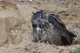 Boredom... European Eagle Owl (Bubo bubo), Eagle Owl perched in a sand pit, hoping for better