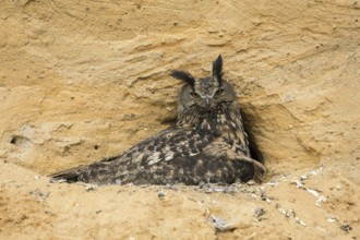 A suspicious look... European Eagle Owl (Bubo bubo), female at breeding site in a sand pit, warming