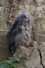 Young bird... European Eagle Owl (Bubo bubo) in moult, young owl almost motionless, sitting in a