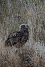 Inconspicuous... European Eagle Owl (Bubo bubo), young owl in the high grass of an embankment in a