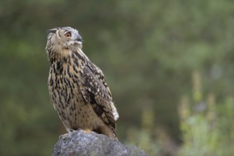Looking into the distance... European Eagle Owl (Bubo bubo), largest native owl sits on a boulder,