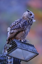Man and nature... European Eagle Owl (Bubo bubo) uses the halogen spotlights of a quarry as a