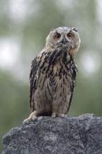 Appraising glances... European eagle owl (Bubo bubo), largest native owl with powerful,