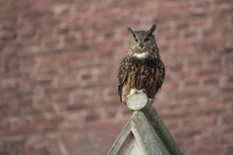 Adaptable cultural successor... European eagle owl (Bubo bubo) on the roof of a church, eagle owls