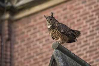 Church eagle owl... European Eagle Owl (Bubo bubo), male, Europe's largest owl sits on the roof of