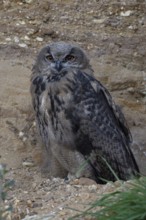 Young eagle owl... European Eagle Owl (Bubo bubo), young bird in almost complete moult, young owl