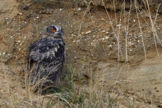 Sand pit habitat... European eagle owl (Bubo bubo), fledged young bird, young owl, hides in the
