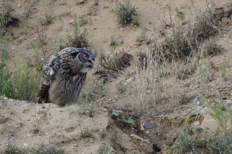European eagle owl (Bubo bubo), fledged young bird, sitting on a small hill in a sand pit where the