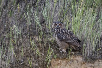 European eagle owl (Bubo bubo), fledged young bird, sitting in the grass on the slope of a sand pit