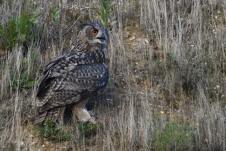 Cawing calls... European Eagle Owl (Bubo bubo), large owl sits between grasses on the slope of a