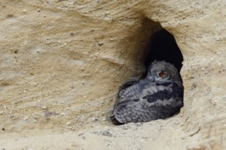 Quite relaxed... European eagle owl (Bubo bubo), young bird, nestling, chick resting in the