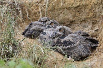 Roosting community... European eagle owl (Bubo bubo), young, not yet fledged owls lie together in