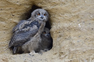 Two of them... European Eagle Owl (Bubo bubo), two young birds, branchlings in the entrance of
