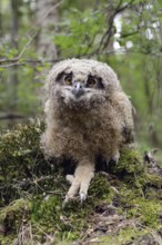 Young owl... European eagle owl (Bubo bubo), young bird, young eagle owl, eagle owl chick, not yet