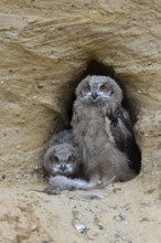 In front of the nesting den... European eagle owl (Bubo bubo), two young birds at the nesting site