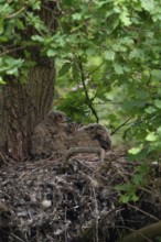 Temperature equalisation... European Eagle Owl (Bubo bubo), young birds panting on a warm summer