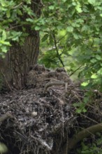 7 eyes... European Eagle Owl (Bubo bubo), young birds in their nest on an old hawk nest on a tree,