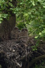 At nightfall... European eagle owl (Bubo bubo), young birds in their nest on an old hawk's nest on