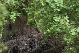 Temperature equalisation... European Eagle Owl (Bubo bubo), young birds panting on a warm summer