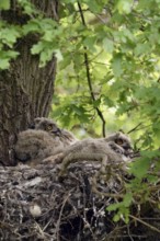 In the middle of the forest... European eagle owl (Bubo bubo) as a tree breeder, eagle owl