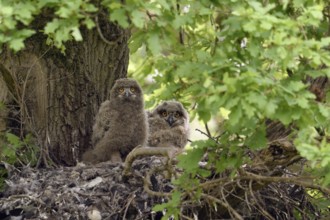 A moment of attention... European eagle owl (Bubo bubo), two young eagle owls, nestlings on their