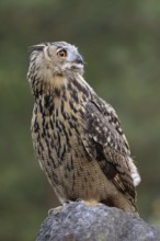 Looking into the distance... European Eagle Owl (Bubo bubo), largest native owl sits on a boulder,