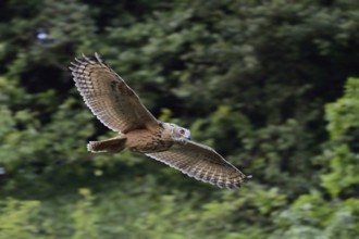 In fast gliding flight, soaring flight... European Eagle Owl (Bubo bubo) in flight, owl flies