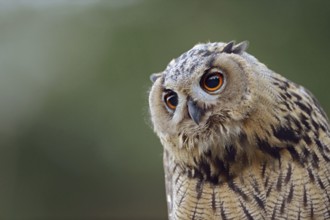 Expressive... European Eagle Owl (Bubo bubo), detailed close-up of an almost independent, already