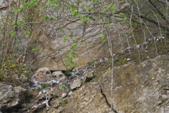 Eurasian Eagle-owl nestlings... European eagle owl (Bubo bubo), young eagle owls, owls, owl chicks