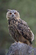 Penetrating gaze... European Eagle Owl (Bubo bubo), young bird, owl sitting on a rock and observing