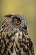 Orange-coloured eyes... European Eagle Owl (Bubo bubo), Great Horned Owl, large owl, detailed head
