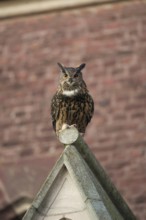 Adaptable cultural successor... European Eagle Owl (Bubo bubo), large native owl in the middle of