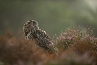 Between flowering heather... European Eagle Owl (Bubo bubo), owl on the ground, adult bird, looking