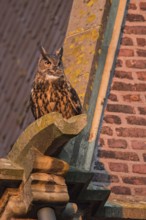 On the gargoyle of a church... European eagle owl (Bubo bubo), adult owl, adult bird becomes active